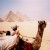 Pyramids, Egypt, Lomo LCA, Kovacs Matthew